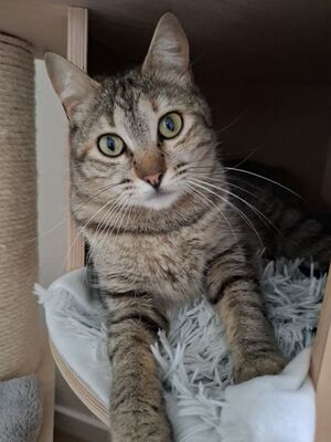 Meli, Europäisch Kurzhaar - Katze