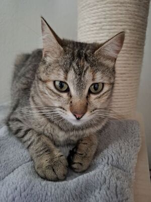 Meli, Europäisch Kurzhaar - Katze