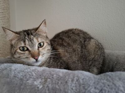 Meli, Europäisch Kurzhaar - Katze