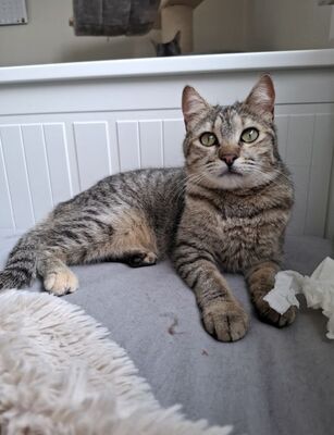 Meli, Europäisch Kurzhaar - Katze