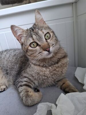 Meli, Europäisch Kurzhaar - Katze