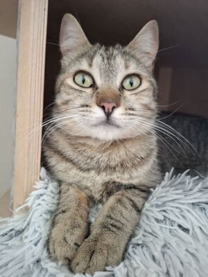 Meli, Europäisch Kurzhaar - Katze