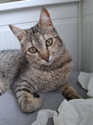 Meli, Europäisch Kurzhaar - Katze