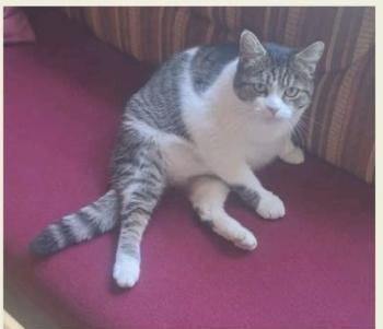 Merida, europäische Hauskatze - Katze