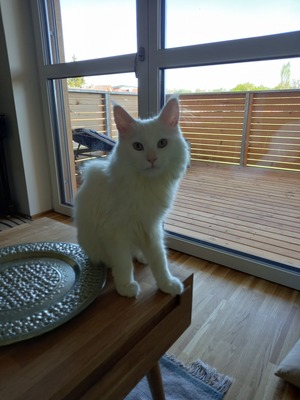 Merlin, Maine Coon Jungtier - Kater