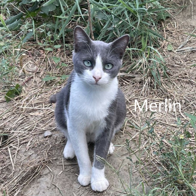 Merlin, geb. 2023, sucht sein Zuhause, EKH - Kater