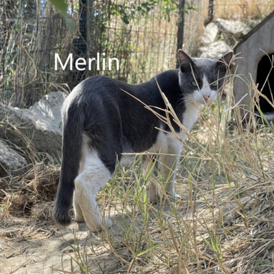 Merlin, geb. 2023, sucht sein Zuhause, EKH - Kater