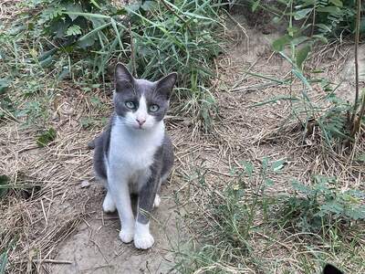 Merlin, geb. 2023, sucht sein Zuhause, EKH - Kater