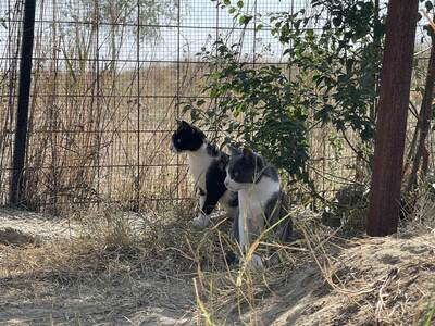 Merlin, geb. 2023, sucht sein Zuhause, EKH - Kater