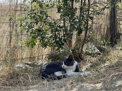 Merlin, geb. 2023, sucht sein Zuhause, EKH - Kater