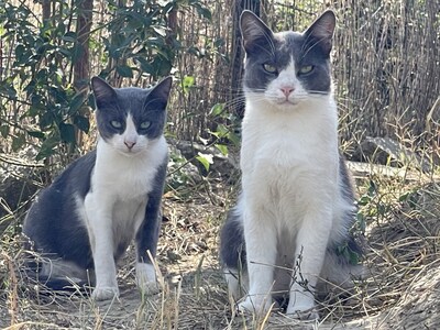 Merlin, geb. 2023, sucht sein Zuhause, EKH - Kater