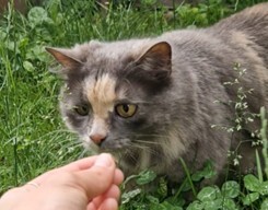 Mia, Main Coon, Hauskatze - Katze