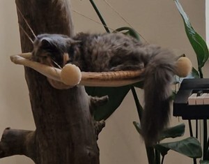 Mia, Main Coon, Hauskatze - Katze