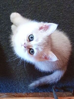 Mia, Perser kitten - Katze 1