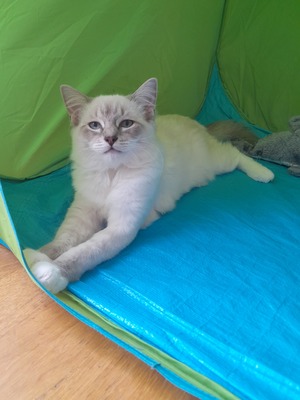 Mia, Ragdoll Jungtier - Katze