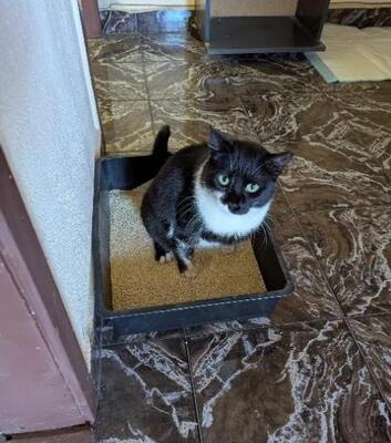 Michelle, europäische Hauskatze - Katze