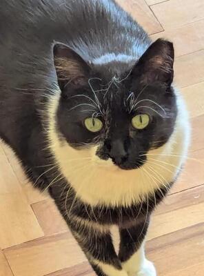 Michelle, europäische Hauskatze - Katze