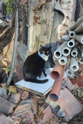 Michelle, europäische Hauskatze - Katze