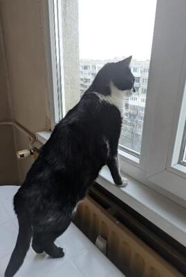 Michelle, europäische Hauskatze - Katze