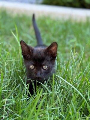 Mickesch und Mohrlr, Unbekannt - Kater