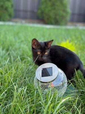 Mickesch und Mohrlr, Unbekannt - Kater