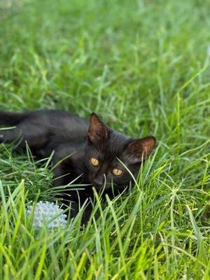 Mickesch und Mohrlr, Unbekannt - Kater