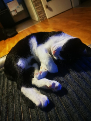 Micko, Europäische kurzhaar Jungtier - Kater