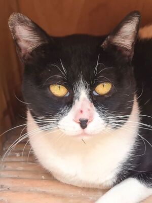 Micky, Europäisch Kurzhaar - Kater