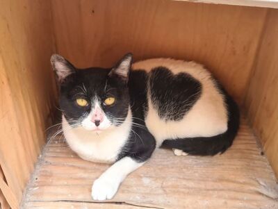 Micky, Europäisch Kurzhaar - Kater