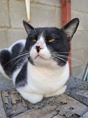 Micky, Europäisch Kurzhaar - Kater