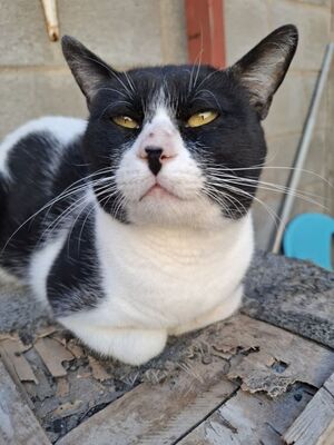Micky, Europäisch Kurzhaar - Kater