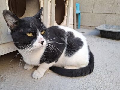 Micky, Europäisch Kurzhaar - Kater