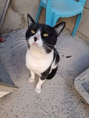 Micky, Europäisch Kurzhaar - Kater