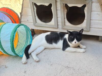 Micky, Europäisch Kurzhaar - Kater