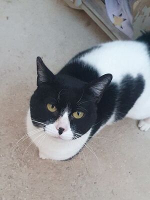 Micky, Europäisch Kurzhaar - Kater