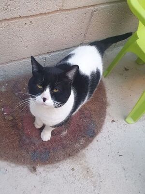 Micky, Europäisch Kurzhaar - Kater