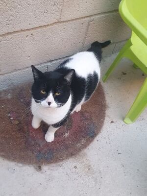 Micky, Europäisch Kurzhaar - Kater