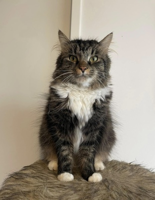 Micky, Main coon - Kater 1