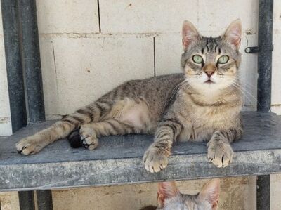 Middle, Europäisch Kurzhaar - Katze