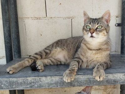 Middle, Europäisch Kurzhaar - Katze