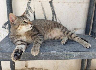 Middle, Europäisch Kurzhaar - Katze