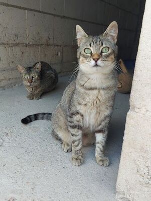 Middle, Europäisch Kurzhaar - Katze