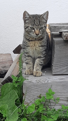 Mieze, Europäische Landkatze Jungtier - Kater 1