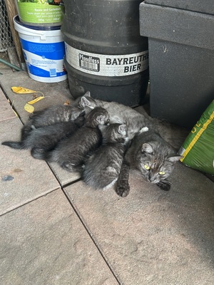 Miezi, Fundkatze Jungtier - Katze