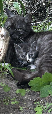 Miezi, Fundkatze Jungtier - Katze