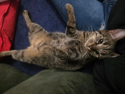 Mika, Europ Kurzhaar - Katze