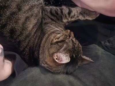 Mika, Europ Kurzhaar - Katze