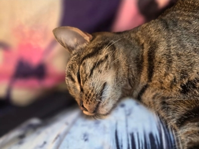 Mika, Europ Kurzhaar - Katze