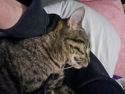 Mika, Europ Kurzhaar - Katze