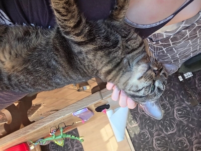 Mika, Europ Kurzhaar - Katze